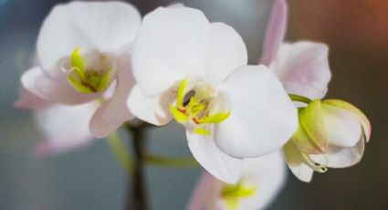 Los colores de flores en las orquídeas que duran más y no se marchitan tan rápido