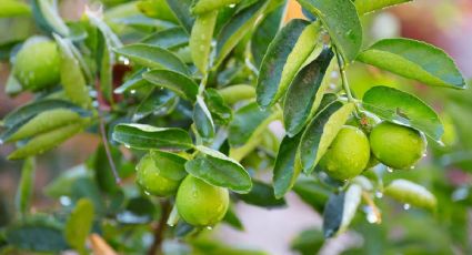 El abono casero que hace que los limoneros en maceta exploten de frutos