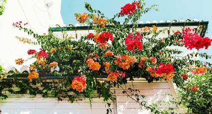 5 plantas de sol perfectas para decorar la terraza o balcón