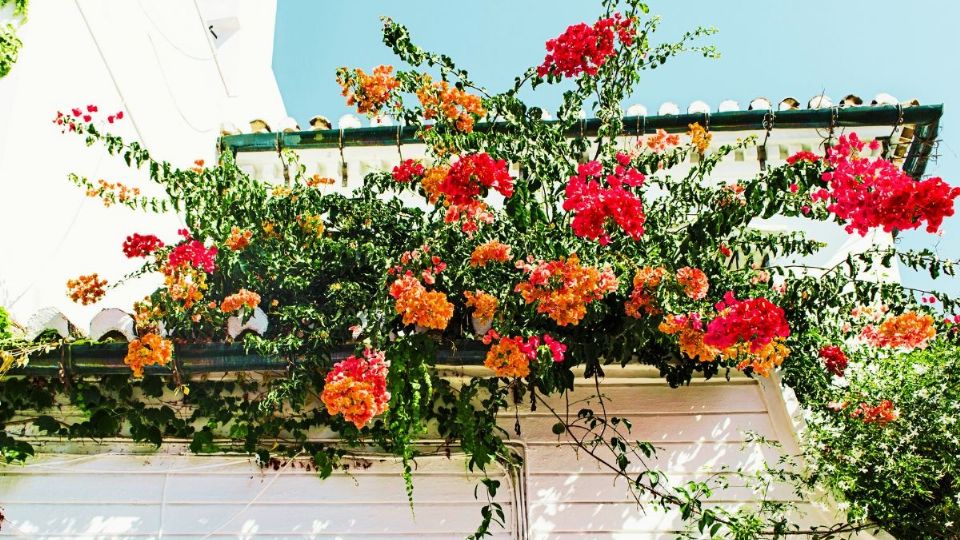 Estas plantas son perfectas para el verano. Foto: Pexels.