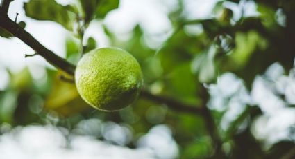 ¿Cómo cuidar el limonero en maceta para que tenga frutos todo el año?