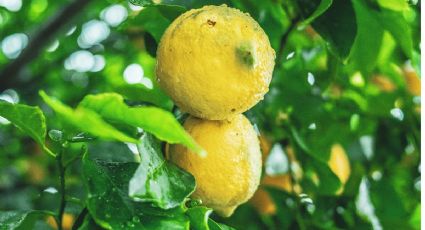 ¿Cuál es la mejor maceta para que tu limonero dé más frutos?