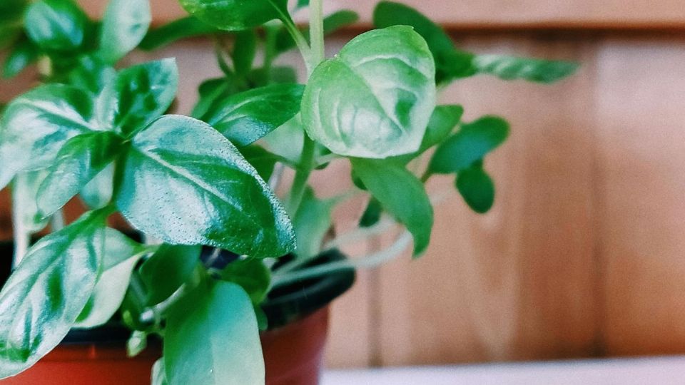 Estas son las plantas que debes cultivar en junio. Foto: Pexels.