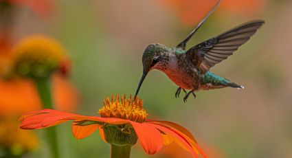 ¿Qué plantas les gustan más a los colibríes?