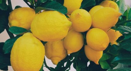 Método japonés para que tu limonero y otros árboles den frutos todo el año