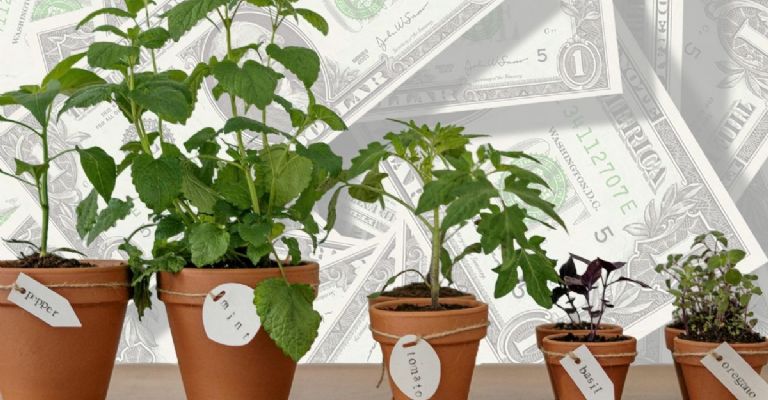 plantas de exterior cuidados