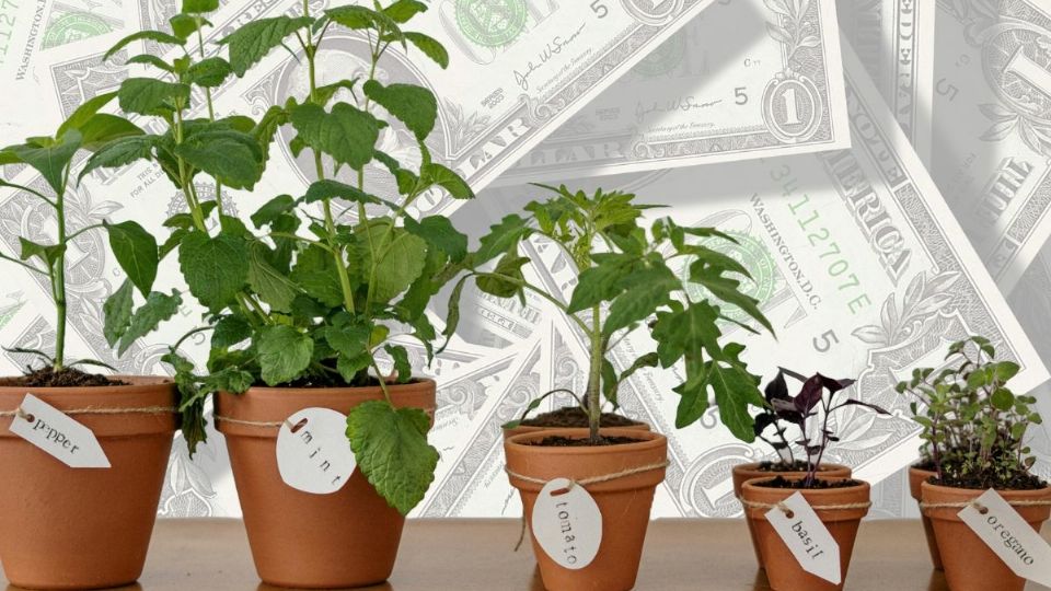 Estas son las plantas que debes sembrar para generar prosperidad. Foto: Pexels