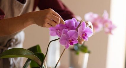 ¿Cómo cuidar las orquídeas si vives en un piso pequeño para que florezcan rápido?