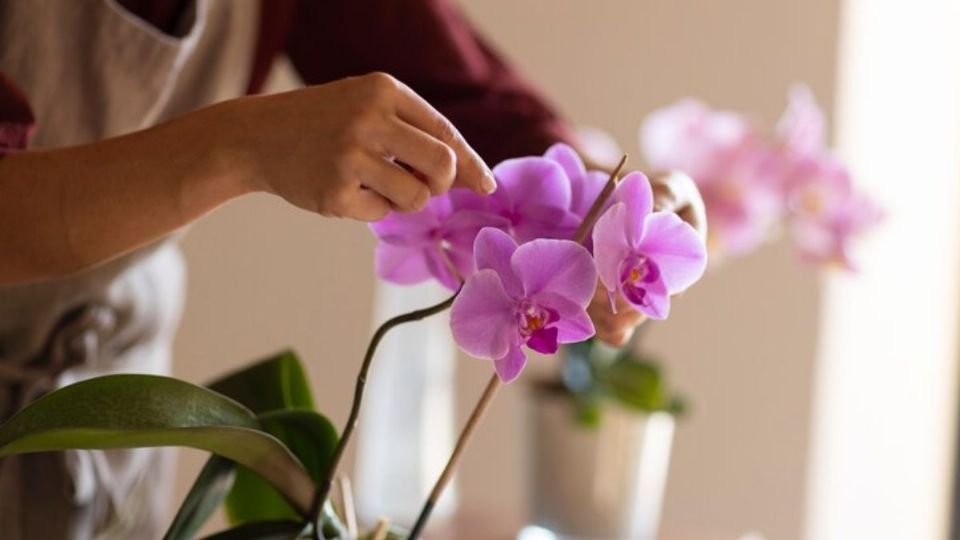 Sigue estos cuidados para tener las orquídeas llenas de flores. Foto: Freepik