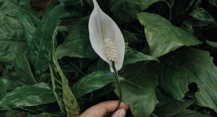 El sorprendente significado de tener un Lirio de la Paz en casa