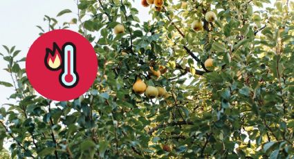 Árboles frutales para refrescar la casa durante la ola de calor