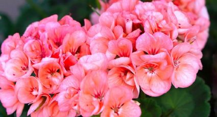 Una cucharadita de estas semillas logrará que tus geranios exploten de flores