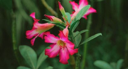 Haz que tu rosa del desierto florezca todo el año con 1 ingrediente