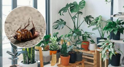 Plantas que SÍ funcionan para ahuyentar cucarachas de la cocina