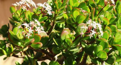 Logra que tu árbol de jade dé flores más rápido con un ingrediente barato