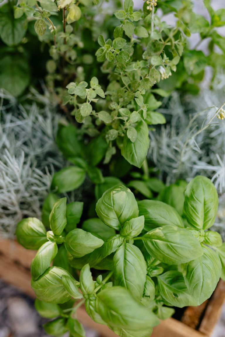 plantas de la suerte