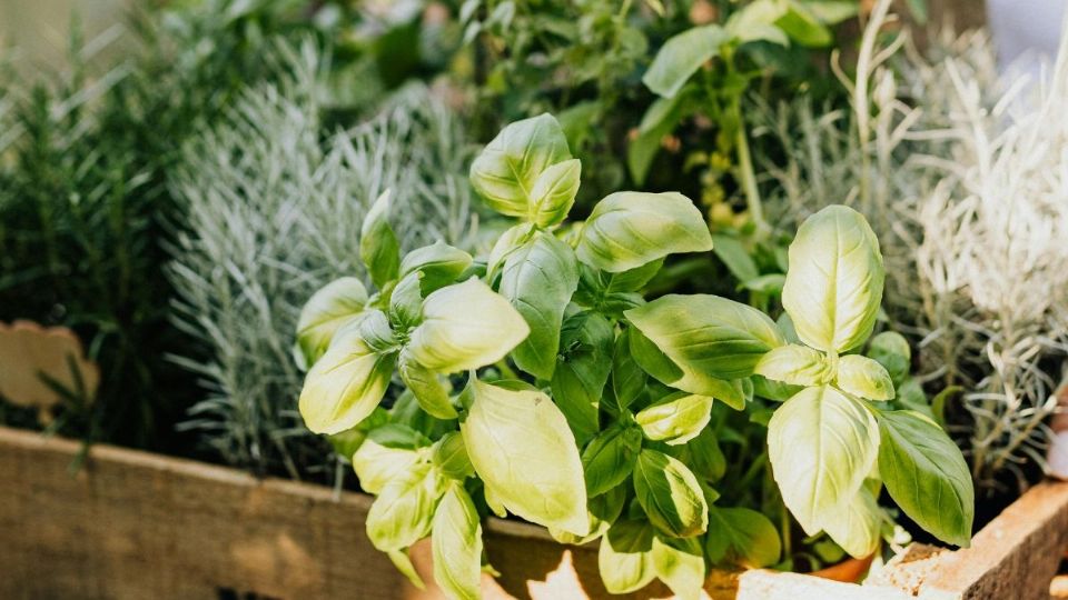 Ten en cuenta estas plantas a la hora de manifestar lo que quieres. Foto: Pexels