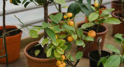 Árboles frutales que crecen rápido si los plantas en macetas