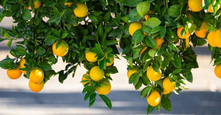 limonero en maceta