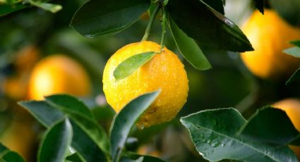 El abono casero que es como oro puro para los árboles frutales