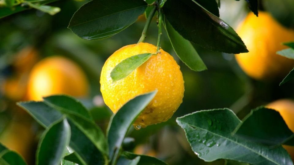 Con este preparado tus árboles se llenarán de frutos. Foto: Pexels