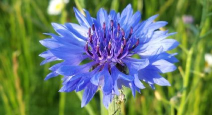 Aciano: ¿Cuáles son las propiedades de la flor azul más popular en España?