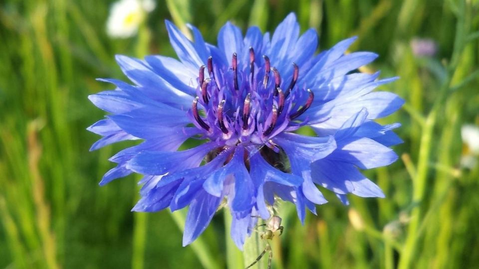 Descubre todos los beneficios de esta flor azul. Foto: Unsplash