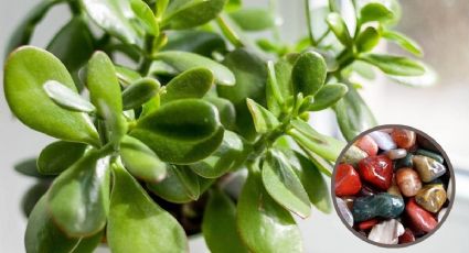 Coloca estas piedras de la suerte en tu árbol de jade para multiplicar el dinero en casa