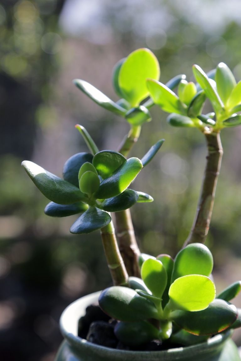árbol de jade