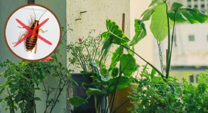 ¡Atención! Estas plantas de interior atraen cucarachas a tu casa